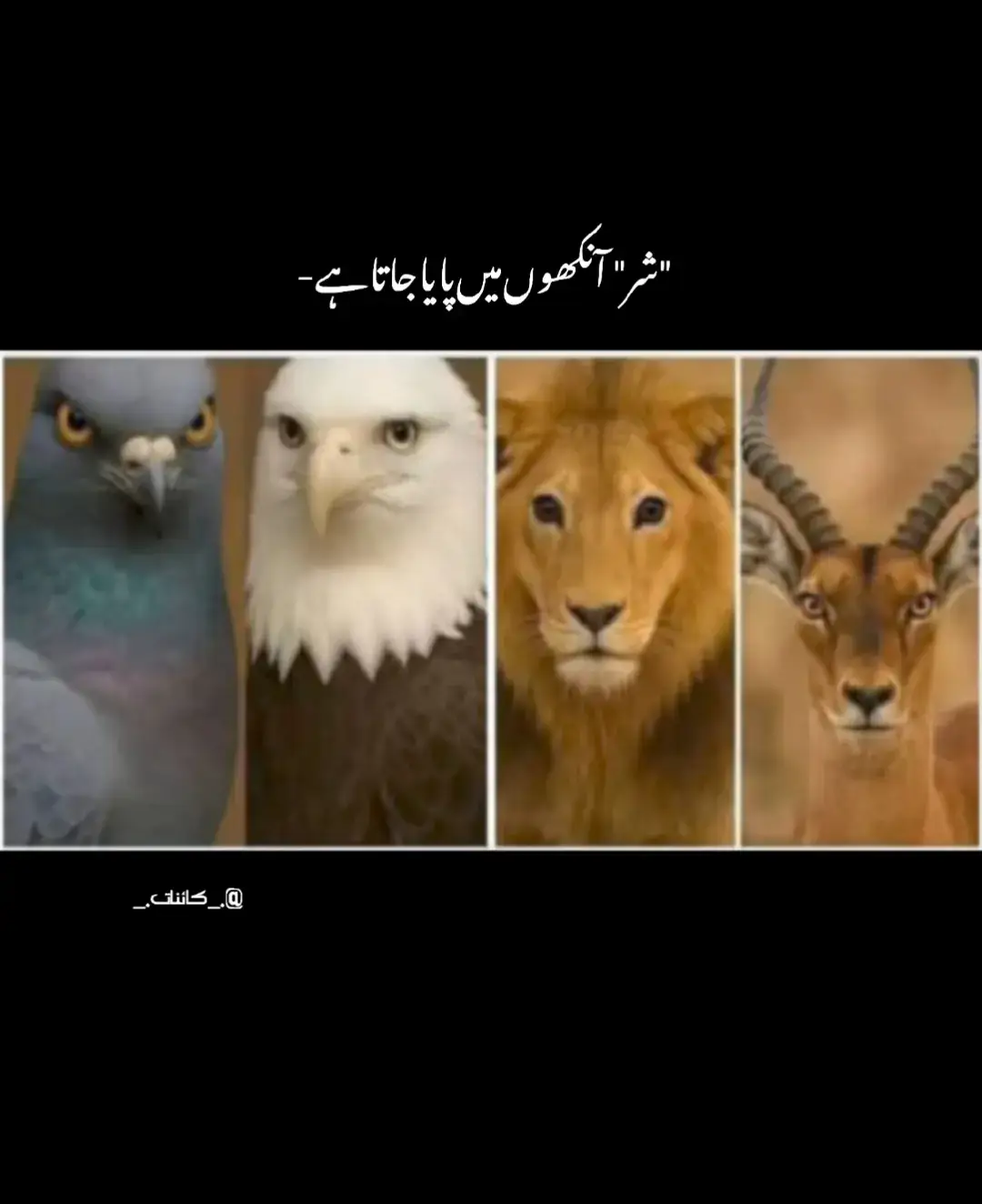 شر آنکھوں میں پایا جاتا ہے  ذرا غور کریں  شیر کی آنکھیں ہرن کو لگا دی گئیں تو معصوم سی ہرن کتنی خوفناک لگ رہی ہے۔ باز کی آنکھیں کبوتر کو لگا دی گئیں تو دیکھیں کبوتر کیسے خطرناک لگ رہا ہے۔ آنکھیں دل میں اتر جاتی ہیں اور کبھی دل کو چیر پھاڑ دیتی ہیں آنکھوں کی حفاظت کریں اور آنکھوں کے شر سے بچیں۔ #viral #tiktokpakistan #fypシ゚viral #repost 