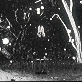 автор VHS: @AcidTwisty | ib: @FNaF #зайчик #tinybunny #хэлвикс #halw1x #harewxr 