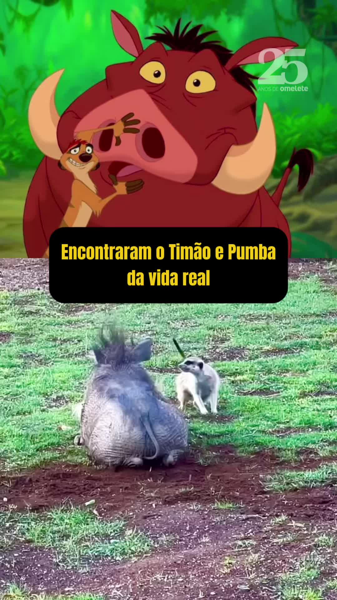 HAKUNA MATATA, É LINDO DIZER 🎶 E esse javali tentando se aparecer pro suricato de um zoológico, minha gente? Os próprios Timão e Pumba! Muita fofura! 😍 #oreileao #timaoepumba