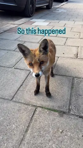 I’ve never been this close to a fox in London, which makes me wonder if someone is hand feeding it. City foxes are becoming bolder, edging closer to domestication. It reminds me of the famous Russian silver fox experiment in the 1950s, where researchers selectively bred foxes for tameness and, within a few generations, they not only behaved more like dogs but even developed physical changes like floppy ears and curled tails. It raises the question: as our urban foxes adapt to life alongside humans, could we one day see them as family companions. #foxesofinstagram #foxtraining #tamefox 