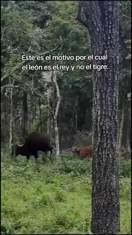 leon vs tigre  @Jair Herrera 🐆 biólogo pirata responde esto. También hay leones que pueden correr de bufalos pero mayormente siempre el leon se enfrentara a ellos con gran valor... El jaguar no entra en este debate Jair Herrera, cazar al un caimán no es lo mismo que cuando una león solitario caza a una Jirafa de 2000 kg o Bufalo del Cabo que pesa 1000 kg. #leon #tigre  #elreyleon  #leones 