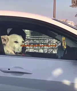 دوامي صباحي وكلشي ما محظره 🥰#اكسبلور #fyp #foryou #الشعب_الصيني_ماله_حل😂😂 #العراق #LearnOnTikTok #like #longervideos #onthisday #humor #ميمز #ضحك #سادس #سادسيون 