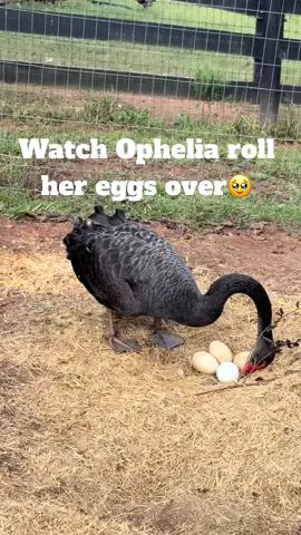 Ophelia has 4 eggs and has started to sit on them. She has a husband, Oscar, but we are not sure if they have mated! Most of our birds usually lay eggs in the Spring but Ophelia, along with other birds on our farm are acting strange for this time of year! We had a cold end of Summer and with warm temps again they all think Spring is here! Ophelia and Oscar are about 1.5 years old and this would be the first season they could hatch babies. We will candle these eggs in about 10 days to see if anything is inside. ☺️ #ophelia #blackswan #hobbyfarm #countryliving #countrylife