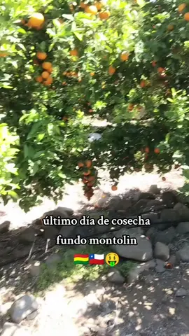 #CapCut #temporerosbolivianos🇧🇴🇨🇱 #music #cosecha