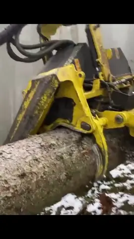 #treecuting #machine #forestry #logger #asmr #foryour 