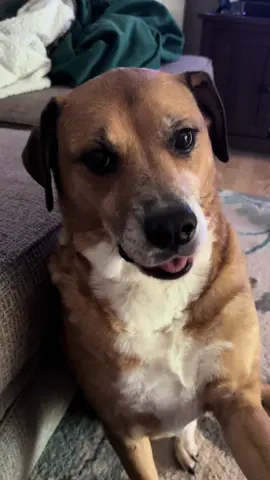 Aerate it, warm it up. #dogsoftiktok 