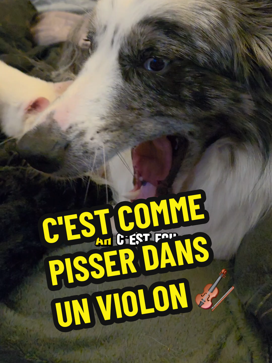 C'EST COMME PISSER DANS UN VIOLON #doublageanimaux #chienquiparle #clochetteandcie #chiendrole #CapCut 
