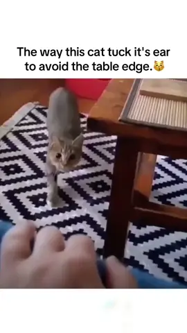 Mastery in calculation . #cats #catlover #meow #cat  