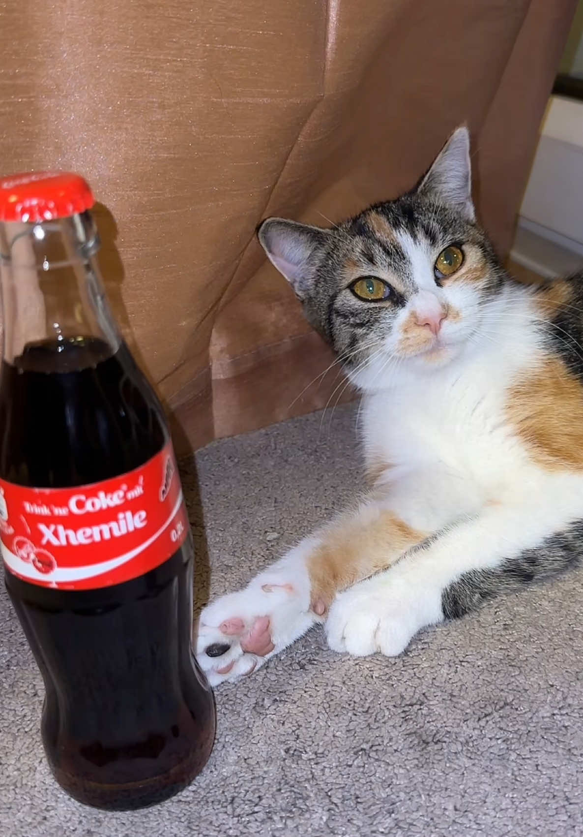 E kush nuk i don dhuratat 😅🥰 e sidomos ato me personalizime 😏#cocacola #catsoftiktok #xhemile #shqiptaretneperbote🇦🇱🌍 #fyp 