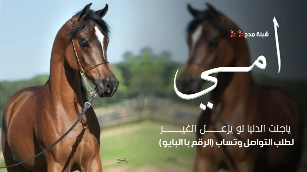 #شيلات_خوات_العروس_خوات_العريس #شيلة_عروس_رقص_شيلات__شيلات_مدح #شيلات_ام_العريس_شيلات_ام_العروس_شيلات_ترحيبيه2025 #شيلات_مدح_شيلات_تباريك_شيلات_زواج  #شيلات_عريس_شيلات_مولود_شيلات_تخرج 🎓