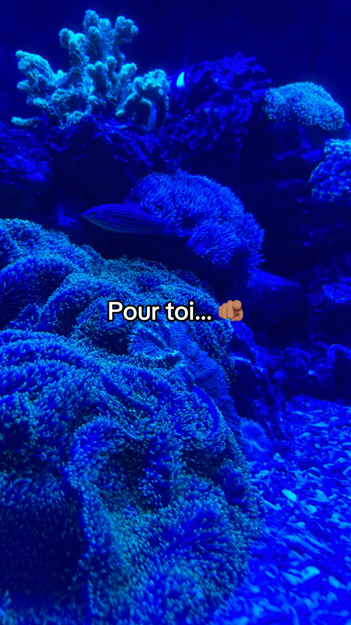 #amour #prt #fyp #foryou 