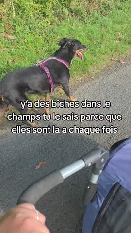 ici on fait attention a ne pas embeter la tranquillité des biches  . #biche #chasse #beauceron 