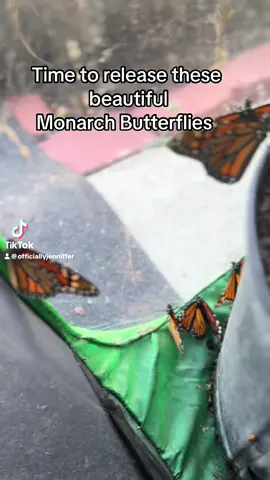 This year has been an amazing butterfly journey! From the very first batch, which was a small handful, my excitement grew as each new batch came along. The second batch brought around 20, the third batch jumped to about 53, and the excitement kept building. By the time we hit the sixth batch, we were consistently seeing 40+ butterflies each time. And now, with the seventh batch, we’re wrapping up the season on a high note as these beauties start their migration. It’s been such a rewarding journey, and each batch has taught me something new. Here’s to the butterflies that soared and the ones we cherished along the way! 🦋💚 #LIVEIncentiveProgram #LIVEStory #PaidPartnership #monarchbutterflies #monarch 