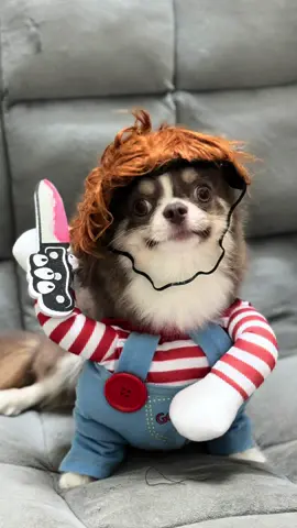 Làm chó đâu zui zẻ zì đôuuu🤣#cua #chó #chócute #chihuahuas 