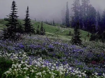 Army dreamers vibes #armydreamers #vibes #floresta #music #fyp 