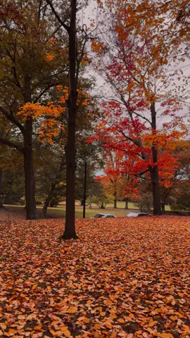 I can stand Here for hours 🍁 #fall #autumnleaves #autumn #fyp #fypシ゚viral 