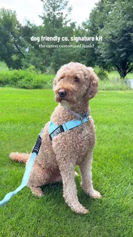 LOVE murphy’s new customized leash & harness from @dogfriendlyco 🥺 use code ELLIEFISHERDF for $$ off :))  #dogfriendlyco #dogleash #dogharness #goldendoodle #fyp 