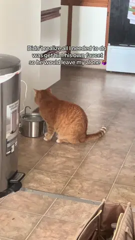 This stainless steel cat fountain literally changed my life ! He loves it and so do I #catfountain #catwaterfountain #catessentials #catmusthaves 