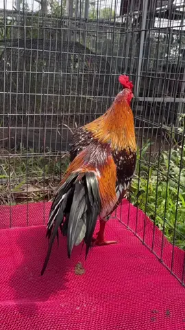 Hoàn thành lớp 3 xuất sắc #viral #tonhon 