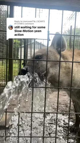 Replying to @LionLover716 / SCAR'S #1 STAN STAN  She’d let this go on all day if it were up to her #hyena #spottedhyena #zookeeper 