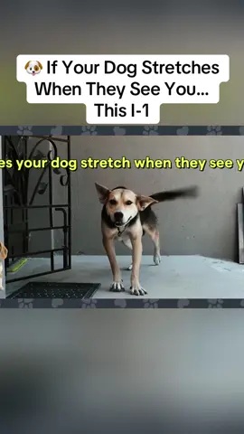 🐶 If Your Dog Stretches When They See You… This I-1