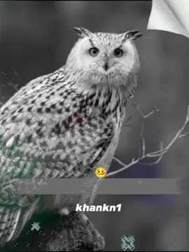 #CapCut ❤️🙌🥀❤️#CapCut @TikTok Creator Pilot Program @🌹Shams ❤️Khan🥀 