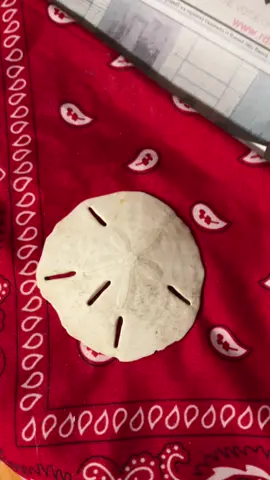 Legend of the sand dollar #legend #of #the #sand #dollartreehacks 