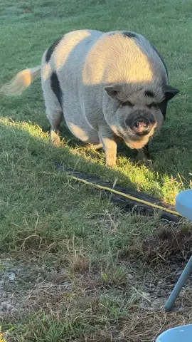 Gooood Morning Bacon!!!!!! #pig #fyp #fypシ #pigsoftiktok 