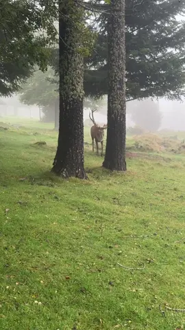 Hab sowas noch nie live gehört! Was für ein wunderschöner Moment. Ich war nur so sprachlos 😍 • #deer #wunderschön #fog #forest #nebel 