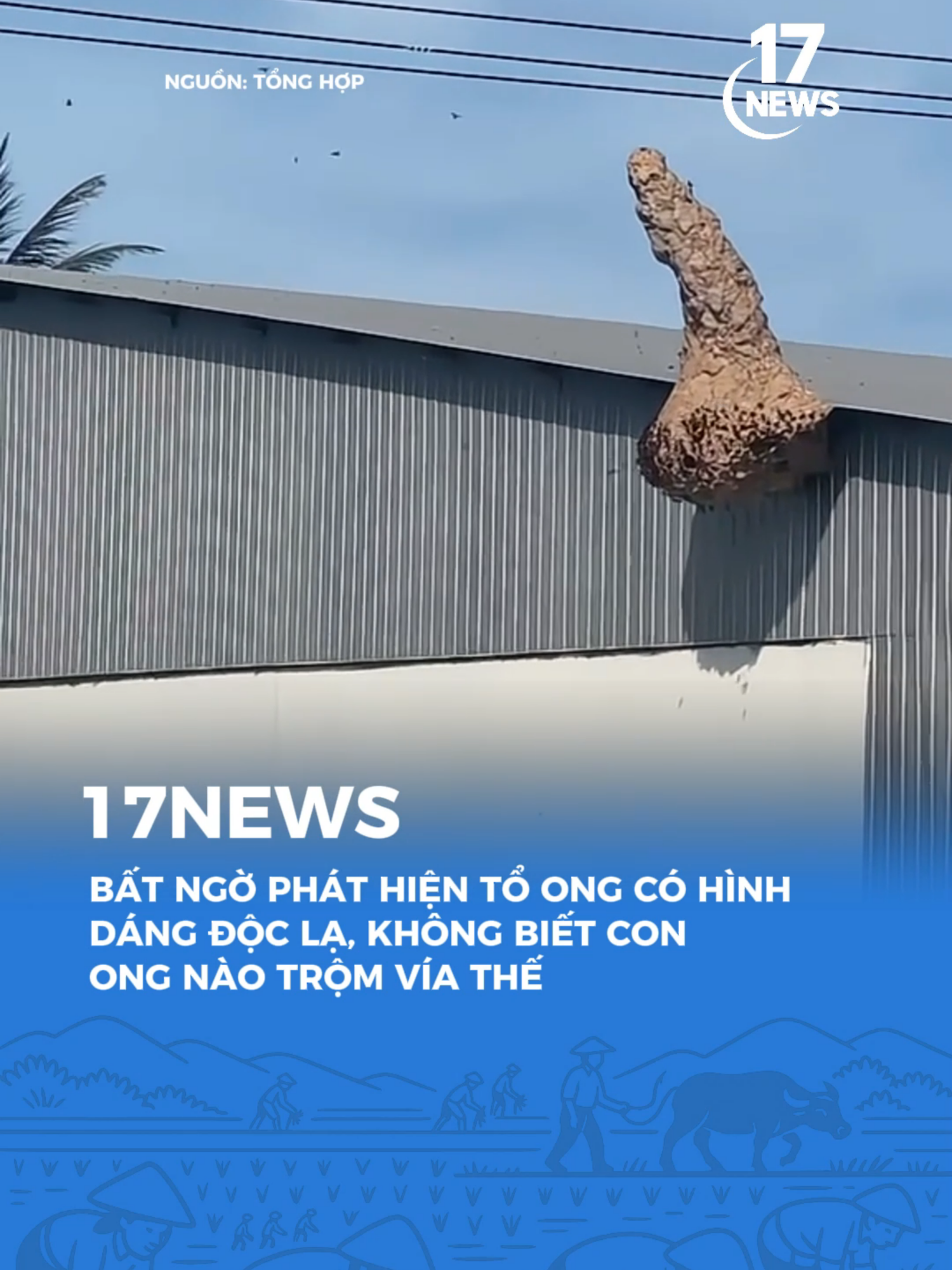Con ong trộm vía thật #17news #17network