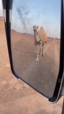 اون لك ي ثمر قلبي #بدو #اكسبلورexplore #اكسبلوررررررر #الشعب_الصيني_ماله_حل😂😂 #الابل_عطايا_الله_عشاق_البداوة_🐪😍 #الصاقب_الجفرة_الخرمة_رنيه_عرق_سبيع #الابل_عظام_المال_ 