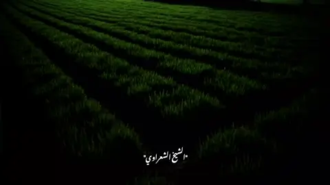 #الشيخ_الشعراوي 