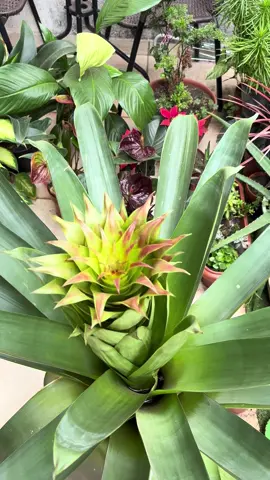 Mostrando um pouco do meu Jardim do Caos e minha bromélia imperial começando sua haste floral! #jardimdocaos #chaosgardening #bromeliaimperial 