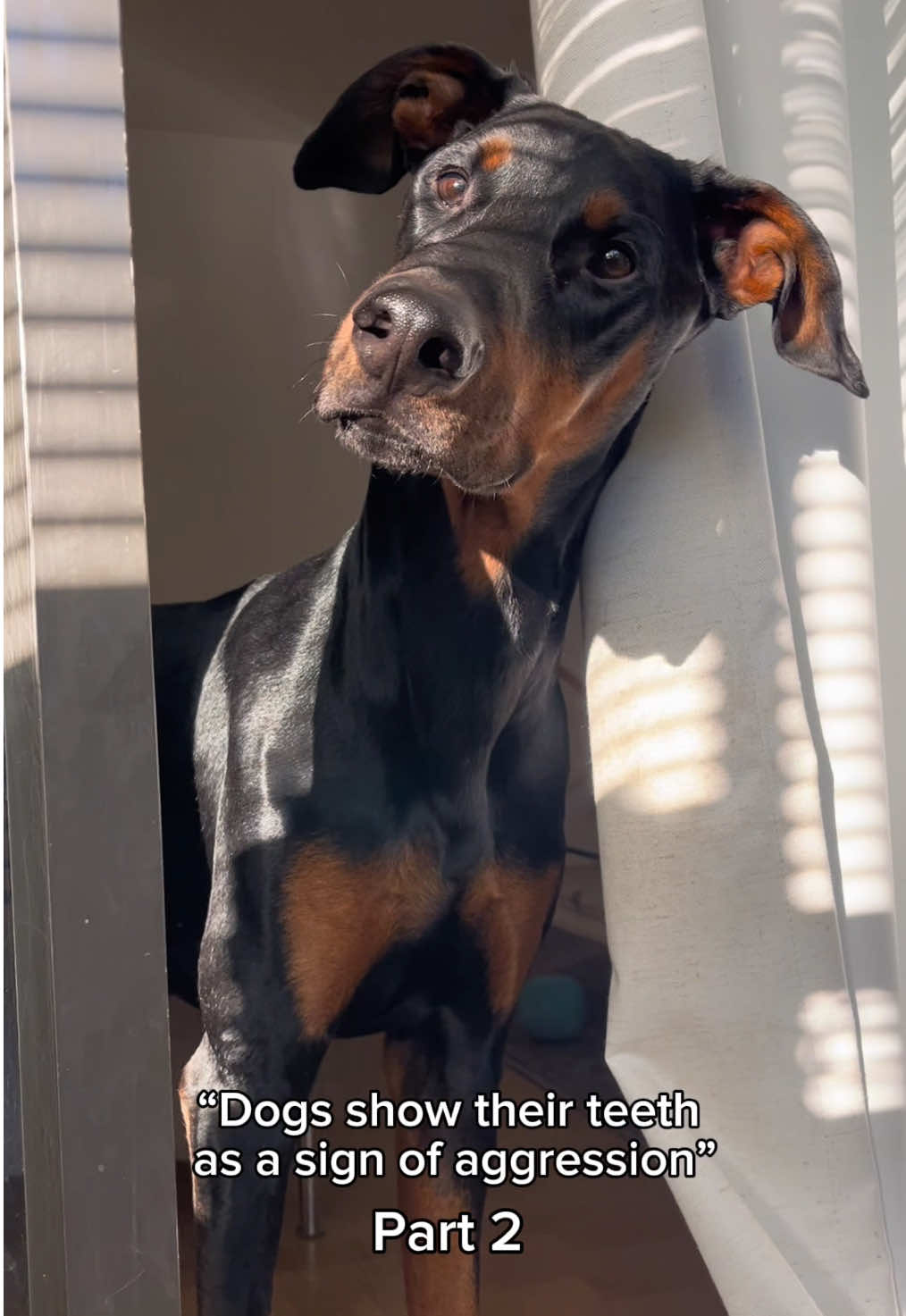 Cowbs is so aggressive we needed a part 2 😭 #dogsoftiktok #doberman #dogcontent 