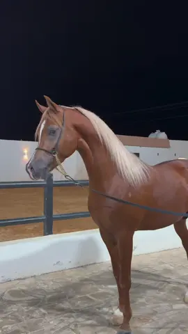 #شرح #صهيل #horse #LearnOnTikTok 