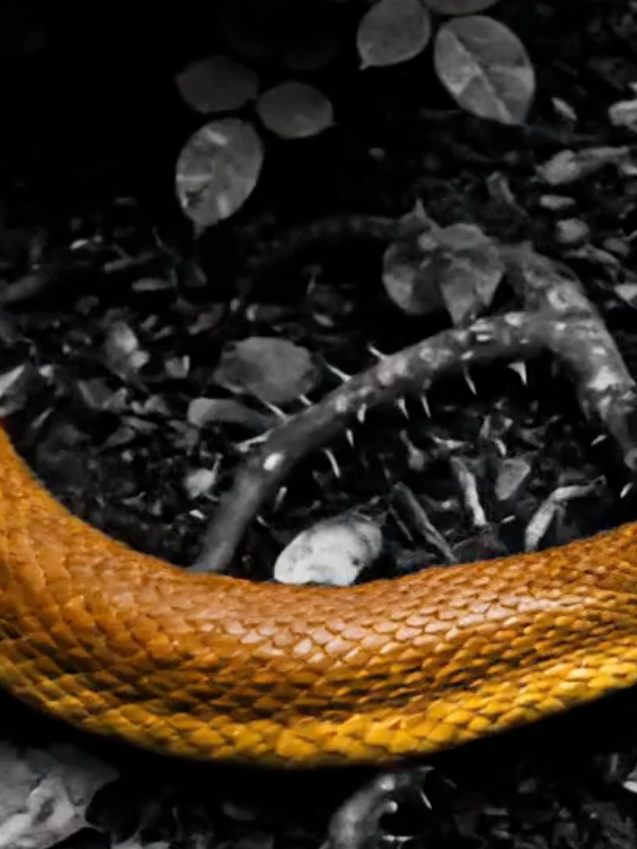 Existe um mundo oculto do nosso, chamado Arcanos, onde a magia pulsa nos corações dos feiticeiros, mas é tóxica para os humanos comuns.      É nesse mundo que vive Scorpion Gray, um aprendiz de boticário que guarda um segredo: ele procura desesperadamente a cura para a doença de seu irmão mais velho. Sua vida muda quando é enviado para entregar uma poção na sombria Casa Blackwood, lar de Alistei Blackwood, um feiticeiro amaldiçoado desde o ventre da mãe, incapaz de produzir verdadeira magia.       A poção que Scorpion leva devolve a Alistei um brilho ilusório, mas é a beleza indomável do jovem aprendiz de boticário que faz, pela primeira vez, o nucleo mágico de Alistei pulsar. Fascinado e obcecado, o feiticeiro lhe propõe um acordo: Scorpion poderá usar sua biblioteca secreta e seus vastos recursos para tentar salvar o irmão,desde que viva ao seu lado na mansão.       O que começa como uma barganha se transforma em um laço perigoso, onde paixão e poder se confundem. Juntos, eles mergulharão nos segredos de Arcanos, descobrindo que alguns desejos podem curar... mas também envenenar. . . . . . . #darkromance #romantasia #leitoresdotiktok #livrostiktok #wattpad