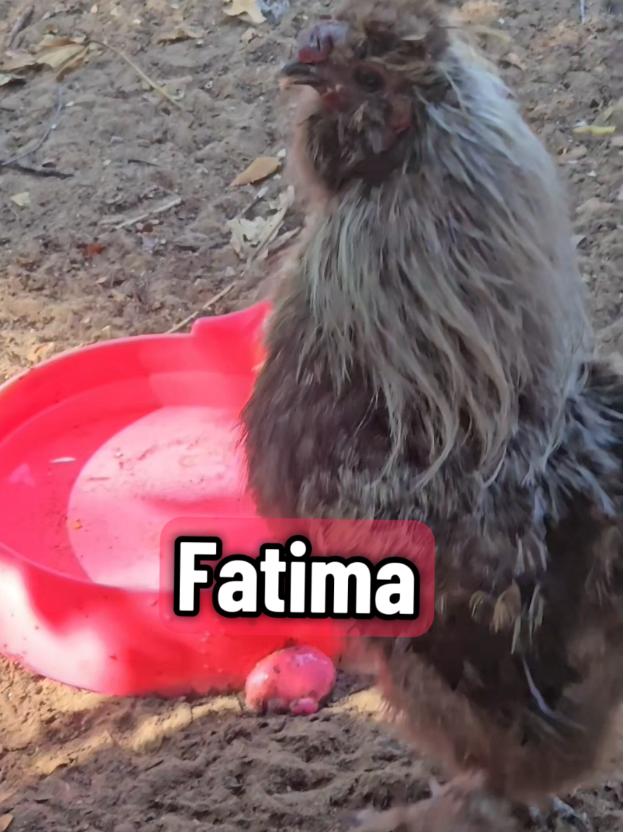 ¿HANDSOME MAN SCREAMING AT WORK FATIMA 😱🤭? ¿BUSCANDO A FATIMA 🤭? #fatima #lachicapoderosa💞 #rooster #chicken #fyp 