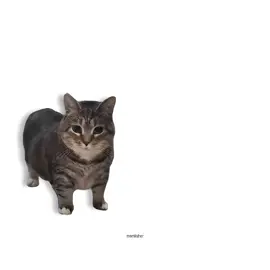 AESPA - AENERGY, but it's Oiiai Cat Remix (uiiai) #mashup #remix #cat #aespa #aenergy @aespa official 