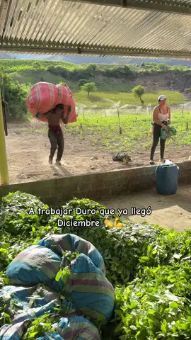 #trabajo #diciembre #corridos 