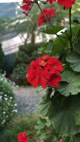 ما أنقذني إلا اليقين بالله يجعلني امشي مطمئنةً موكله مجرى حياتي حتى قلبي يقلّبه كيفما يشاء برحمته 🕊