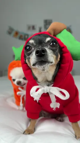 Apples taste so sweet like sugar on my tiny chihuahua tongue 😋 🍎 Eat more apples say Maya the tiny apple chihuahua 😉🐾🥰🐶 #chihuahua #dog #funnydog #fyp 