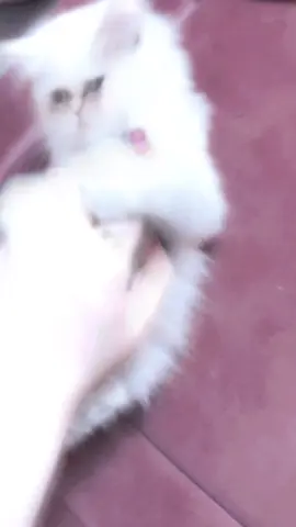 حبيبت روححي بزعتها سوده عليه 😭♥️#لولو #بزونتي🥺💞 #ونيستي #مالي_خلق_احط_هاشتاقات #كركوك 