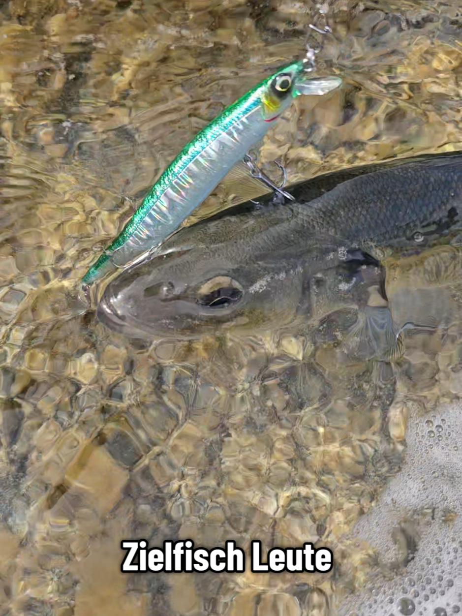 Wolfsbarsch im Mittelmeer auf Korsika😄. Der Seabass Minnow 140 liefert. #angeln #seabass #fishing #savagegear #harzfishing 