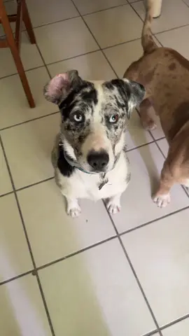 Mis dos colegas 🐶 #fyp #perros #cute #cutedog 