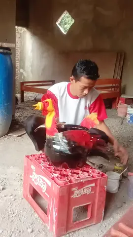 model ayam !! pot unik dari limbah galon bekas