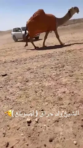 #عمر_الضويلع #الشيخ_ولد_حراق #حراق_الضويلع #شغل_تووووووب🔥🔥🔥✅✅✅ 