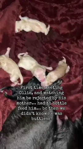 When I first met Ollie I had to bottle feed him bc his mother was rejecting him. This rejection was bc Ollie was born without a booty hole. We didn’t know why she would get him and take him to the closet and keep him away from his siblings/litter. Until 5 weeks when we realized that she was just letting us know that something was wrong with him. She was not feeding him and broke our hearts. We love you Ollie. #fyp #dogs #atresia #ani #perros #perrostiktokers #dogsoftiktok #xyzbca 