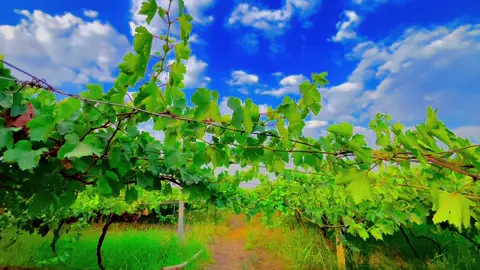 #تصميم_فيديوهات🎶🎤🎬 #تصويري_احترافي_الاجواء👌🏻🕊😴 #عبارات_جميلة🦋💙 #لحمدلله_دائماً_وابداً💚🌧️🤲 #متابعه_ولايك #مالي_خلق_احط_هاشتاقات 