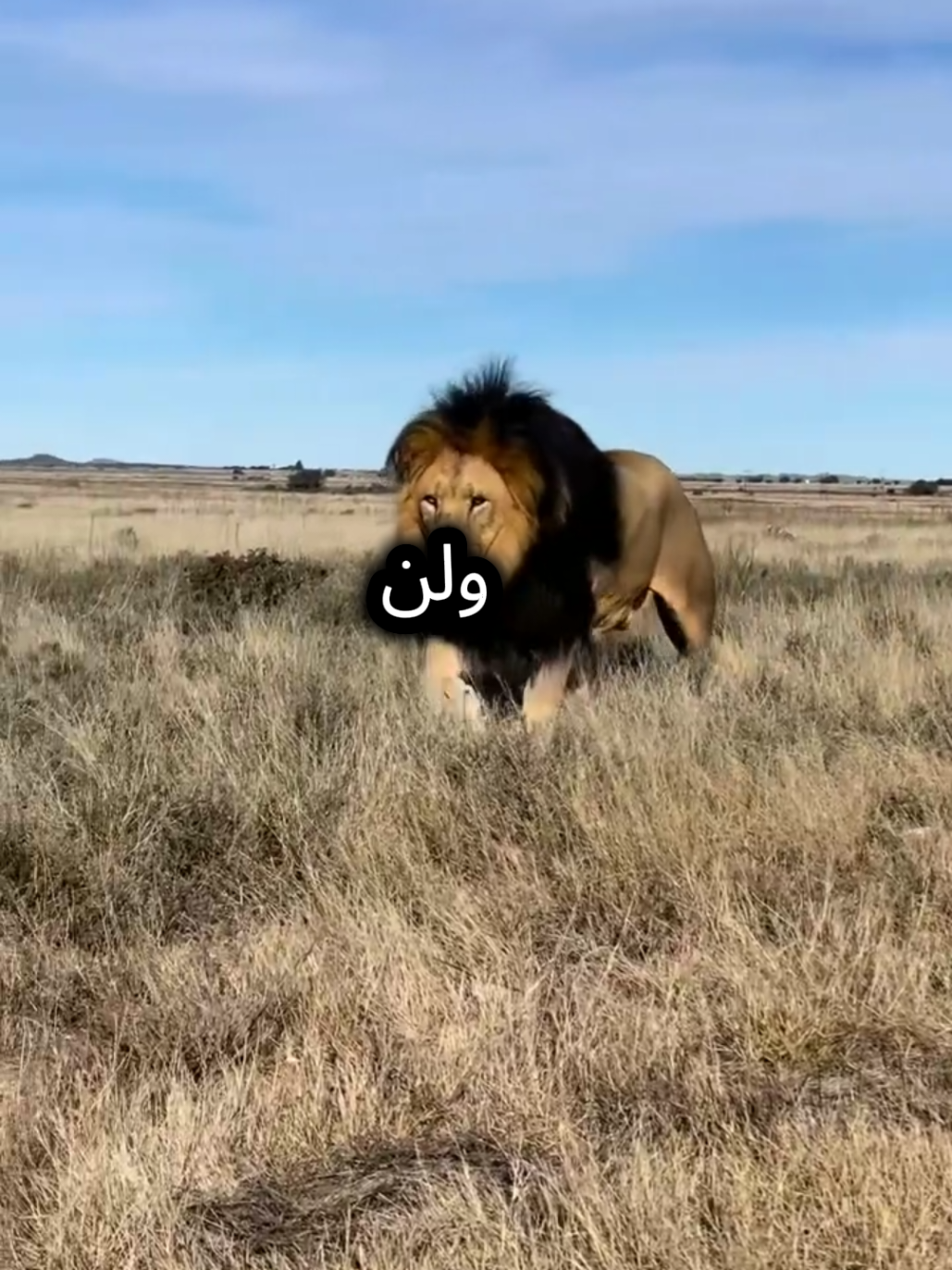 الدنيا 3 ايام #المواقف #اقتباسات_عبارات_خواطر #اقوال_وحكم_الحياة #كلام_من_ذهب #tiktokviral 