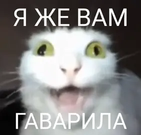 #мем #котятаприколы #реки #fyp 